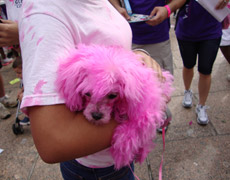 Race for the Cure